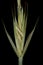 Common Couch Elymus repens subsp. repens var. aristata. Isolated Spikelet Closeup