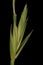 Common Couch Elymus repens subsp. repens var. repens. Isolated Spikelet Closeup