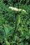 Common Cow-Parsnip  14136