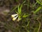 Common Cow-wheat Melampyrum pratense, blossom close-up, selective focus, shallow DOF