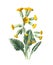 Common cowslip or pimrose flower. primula veris  the cowslip, cowslip pimrose. Antique hand drawn flowers illustration. Vintage