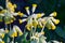 Common cowslip primrose yellow flowers in bloom in natural habitat
