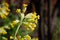 Common cowslip Primula veris