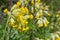 Common cowslips primula veris