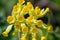 Common cowslips primula veris