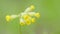 Common cowslips or primula veris, in bloom. Yellow cowslip primrose flowers, primula veris. Close up.