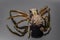 The common crab spider