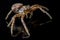 The common crab spider on black background - art design