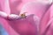 A Common Crab Spider builds a web on a Tulip