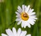 Common crab spider xysticus cristatus on daisy blossom in mountain meadow on sunny day in early summer;