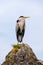 Common crane bird standing on a rock