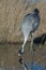 Common crane drinking water in a lagoon.