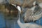 Common crane drinking water in a lagoon.