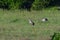 Common crane family