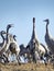 Common Crane, flying bird in action jumping joyful playing and dancing