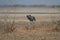 Common crane grooming itself in the arid lands of little rann of Kutch in Gujarat, India