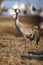 The common crane Grus grus, also known as the Eurasian crane. Crane standing in yellow grass with background with other water