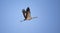 Common Crane - Grus grus, beautiful large bird from Euroasian fields and flying, amazing magical photo