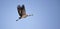 Common Crane - Grus grus, beautiful large bird from Euroasian fields and flying, amazing magical photo