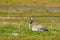 Common Crane, Grus grus, big bird in the nature habitat, France. Wildlife scene from Europe. Grey crane with long neck, in the