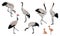 Common crane or Grus grus or Eurasian crane. A collection of gray cranes in various poses. Birds are looking for food, standing, d