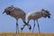 Common Crane, Grus grus, feeding grass, two big bird in the nature habitat, Lake Hornborga, Sweden