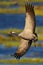 Common Crane, Grus grus, flying big bird in the nature habitat, Lake Hornborga, Sweden