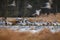 Common crane Grus grus in the wild. Early morning on swamp erens.