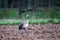 Common Crane near forest