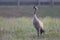 A common crane perched in a field in the morning sun in Germany