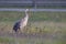 A common crane perched in a field in the morning sun in Germany