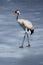 Common crane walking on the ice of a frozen water in early spring