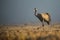 Common crane walking on meadow in autumn morning mist