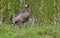 Common Crane walks serches for food in green grass of wet bog
