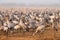 Common cranes