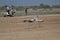 Common cranes bird taking off in the wetlands of little rann of kutch and tourists in the background