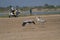 Common cranes bird taking off in the wetlands of little rann of kutch and tourists in the background