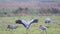 Common Cranes or Eurasian Cranes Grus Grus birds feeding