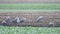 Common Cranes or Eurasian Cranes Grus Grus birds feeding in corn fields