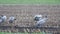 Common Cranes or Eurasian Cranes Grus Grus birds feeding in corn fields