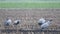 Common Cranes or Eurasian Cranes Grus Grus birds feeding in corn fields