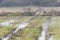 Common cranes family in Extremadura