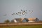 Common cranes (Grus grus)