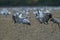 Common Cranes Grus Grus in the Field Mecklenburg ,Germany