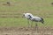 Common Cranes Grus Grus in the Field Mecklenburg ,Germany