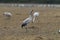 Common Cranes Grus Grus in the Field Mecklenburg ,Germany