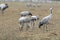 Common Cranes Grus Grus in the Field Mecklenburg ,Germany