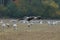 Common Cranes Grus Grus in the Field Mecklenburg ,Germany