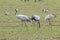 Common Cranes Grus Grus in the Field Mecklenburg ,Germany