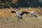 Common Cranes Grus Grus in the Field Mecklenburg ,Germany